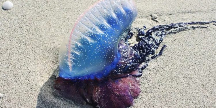 La carabela invade la playa de León