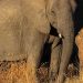 Un elefante aplasta a un turista español