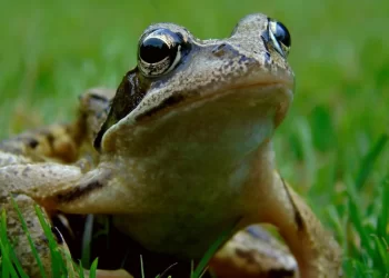 Así es el concurso que esconde ranas premiadas en La Bañeza 3