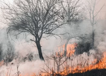 Declarado el riesgo de incendios forestales en Castilla y León 1