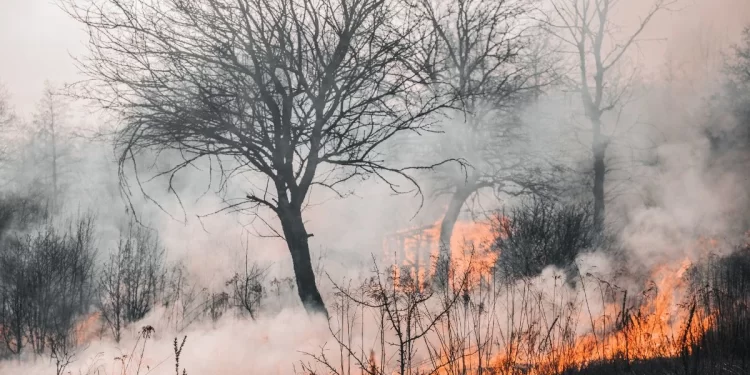 Declarado el riesgo de incendios forestales en Castilla y León 1