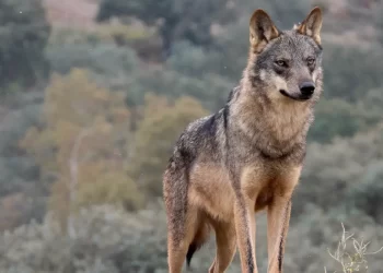 Caza de lobo