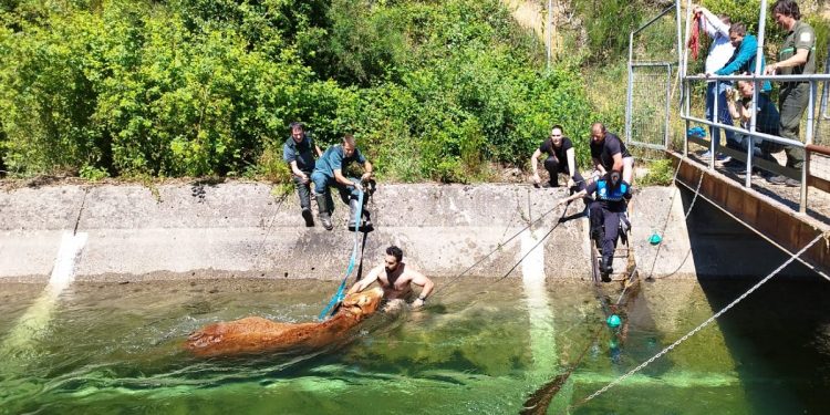 Cayó al canal y necesitó rescate