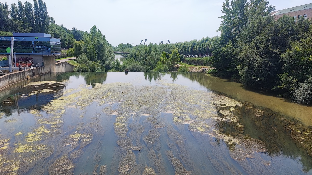 El río Bernesga se tiñe de color verde 1