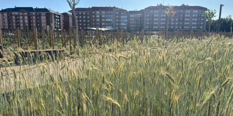 Mañana será la primera siega de cereal al estilo tradicional en un parque de León 1