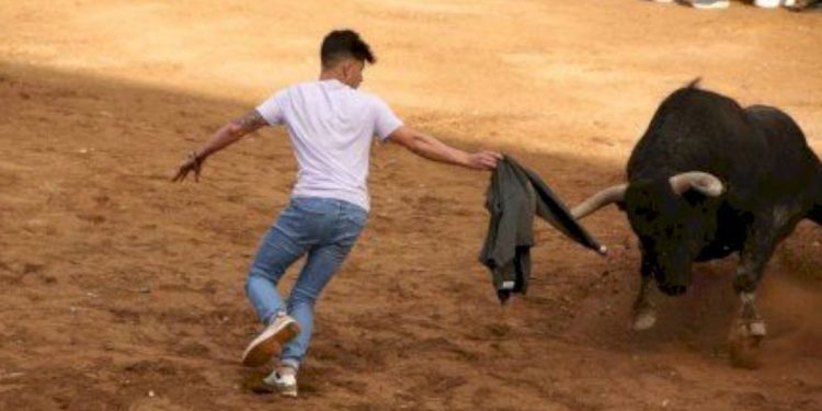 Dos toros mueren por calor en un pueblo