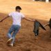 Dos toros mueren por calor en un pueblo