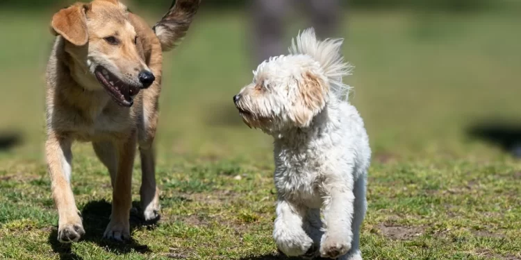 El Corte Inglés celebra el Día de las Mascotas 1