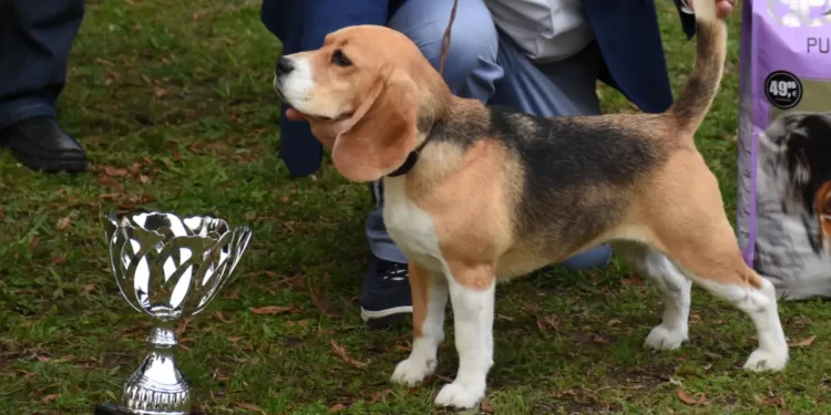 Concurso de perros en León