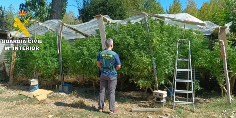 Incautadas 27 plantas de marihuana en Bembibre 1