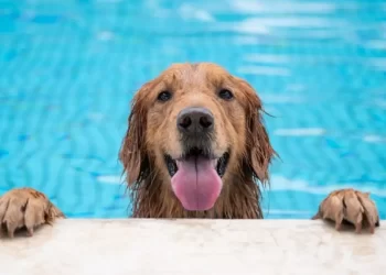 Perros en la piscina