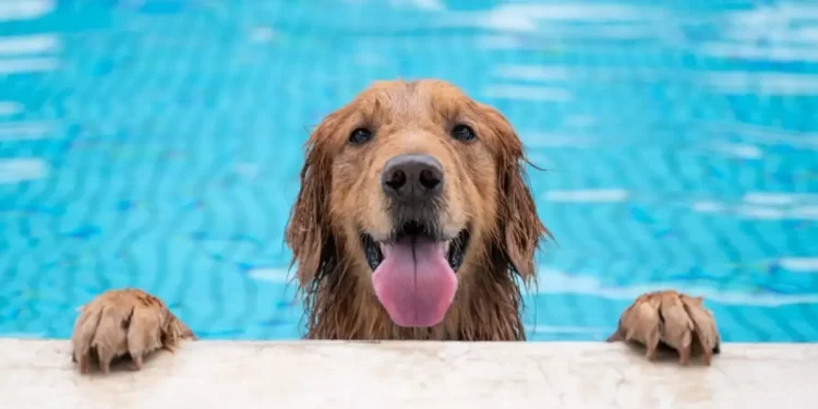 Perros en la piscina