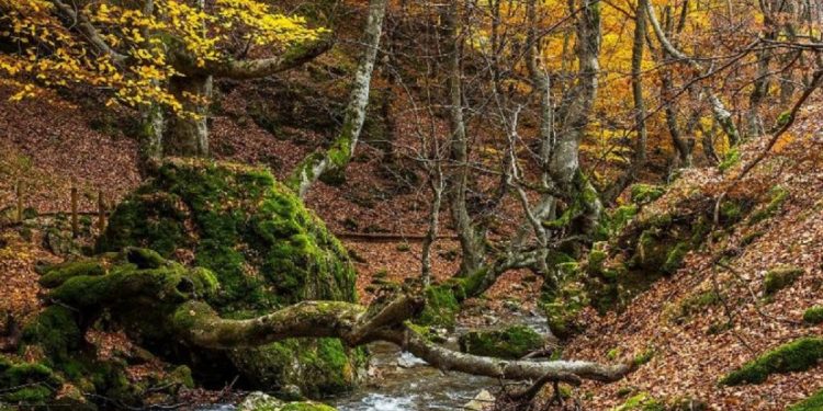 Un bosque de cuento en León