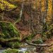 Un bosque de cuento en León