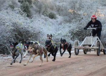 El mushing se disfrutará en Valencia de Don Juan