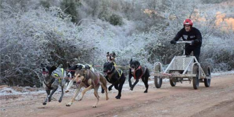 El mushing se disfrutará en Valencia de Don Juan