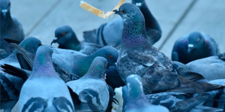 Las palomas eliminadas de una cruel forma