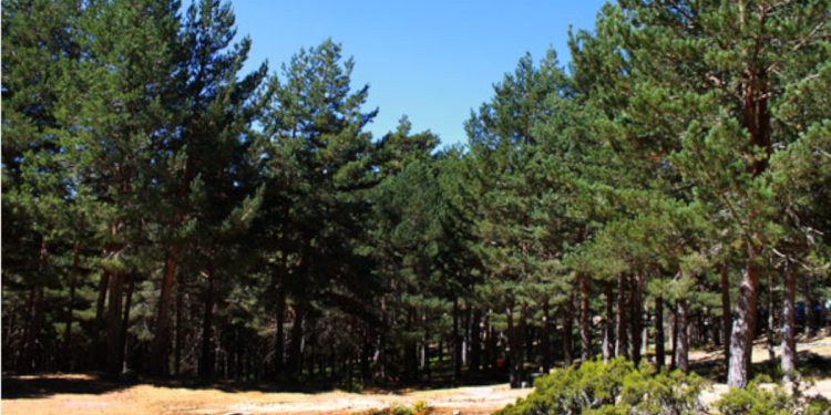 Entre pinares apareció el hombre