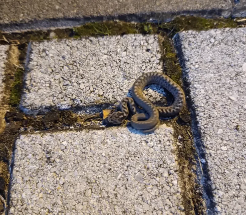 Encuentran una serpiente en un parque de Trobajo 2