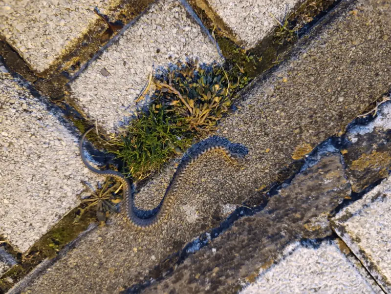 Encuentran una serpiente en un parque de Trobajo 1