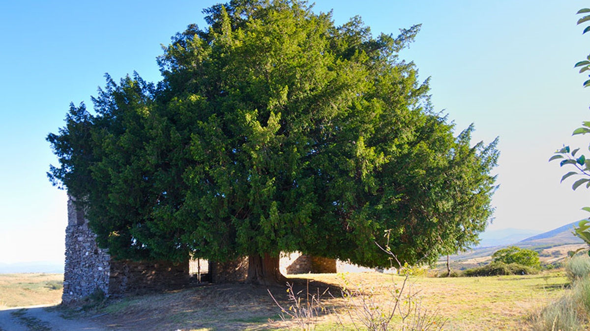 El alucinante árbol de León que bien merece una visita 1