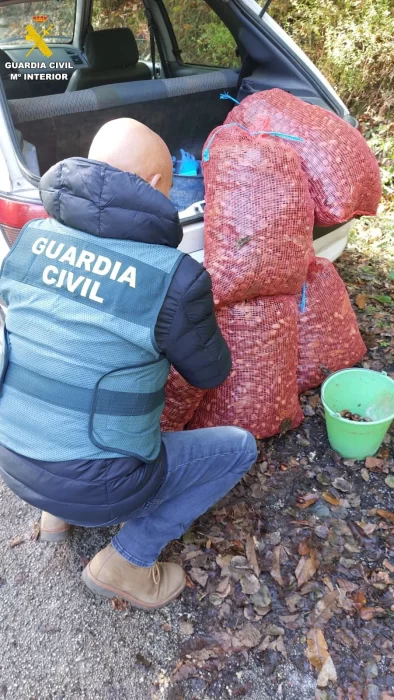 Dos detenidos por robar 140 kilos de castañas 1