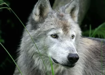 lobos en Castilla y León