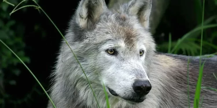 lobos en Castilla y León