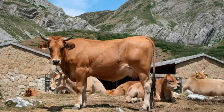 Ganaderos de León