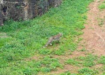 Cabarceno mata uno de sus animales