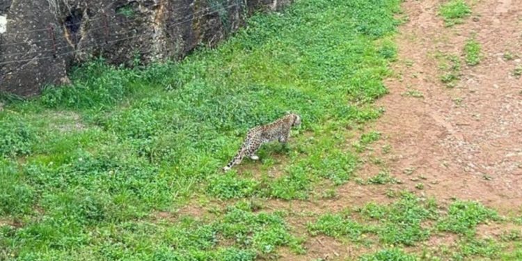 Cabarceno mata uno de sus animales