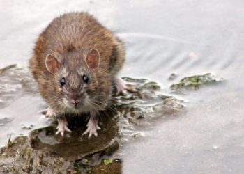 Las ratas invaden un pueblo de León