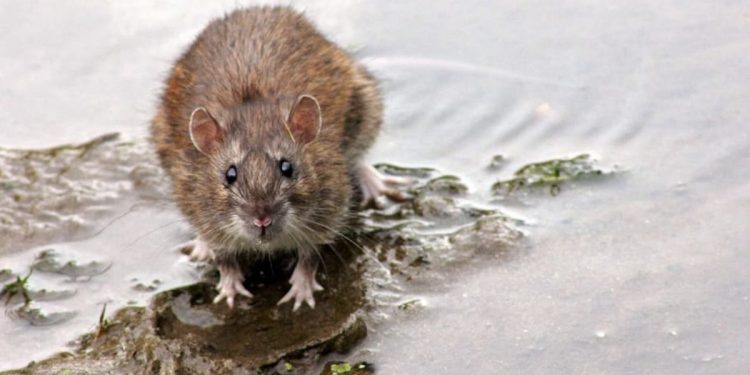 Las ratas invaden un pueblo de León