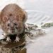 Las ratas invaden un pueblo de León