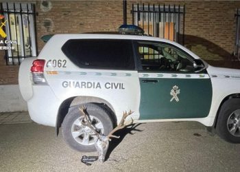 Una cabeza de venado en el coche