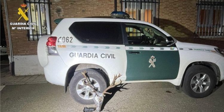 Una cabeza de venado en el coche