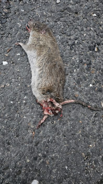 Las ratas y la basura invaden la ciudad de León 2