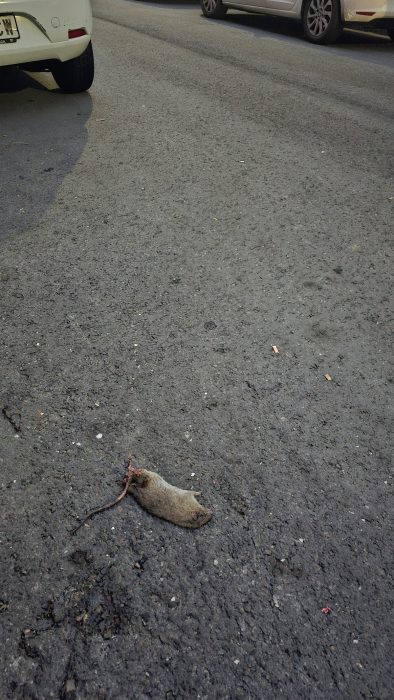 Las ratas y la basura invaden la ciudad de León 1