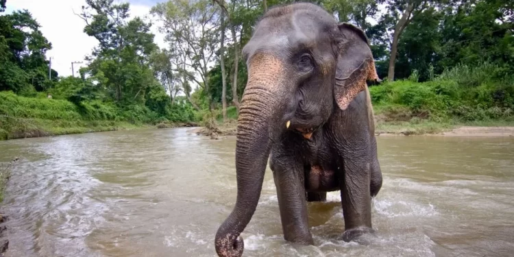 Un elefante mata a una joven de Valladolid