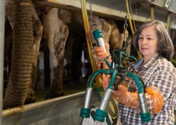 Se conoce la empresa que recoge desde hoy la leche de los afectados por LAR 4