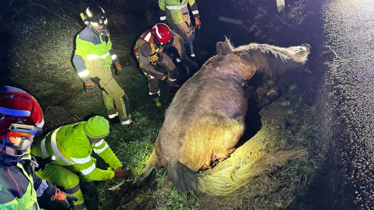 Dos coches chocan contra un caballo en una carretera leonesa 4