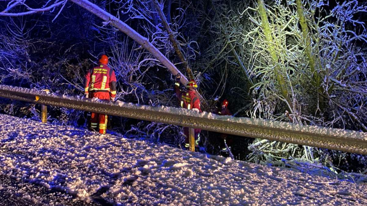 Un gran árbol provoca el corte de una carretera de León 1