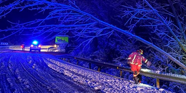 El árbol caído cortó la carretera