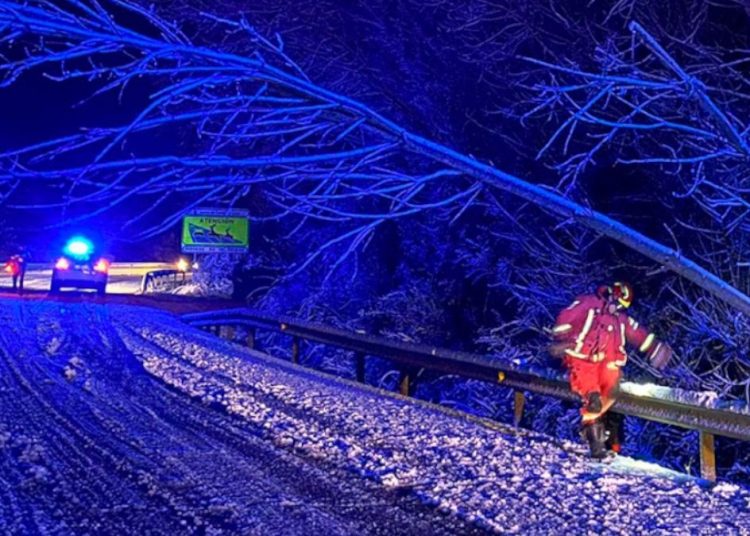 El árbol caído cortó la carretera