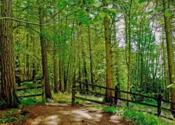 Gestión forestal en Castilla y León