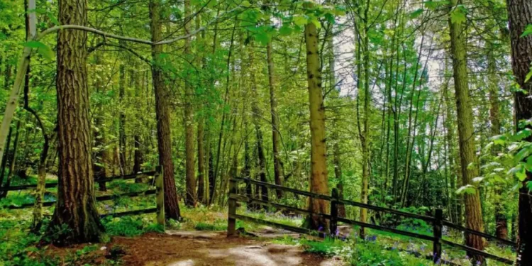 Gestión forestal en Castilla y León