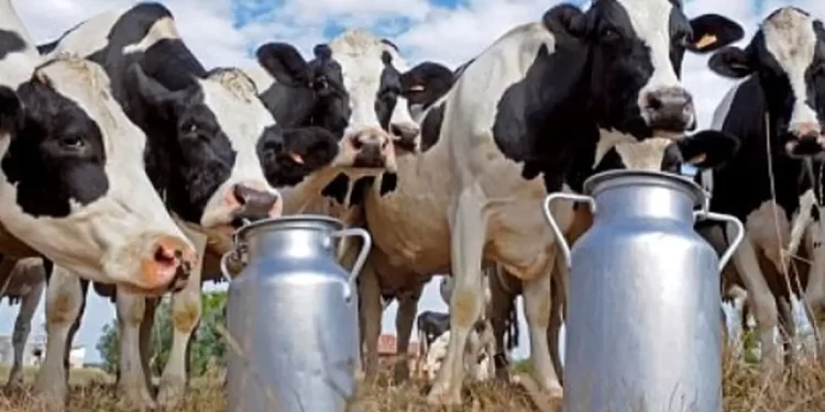 Leche ganaderos León