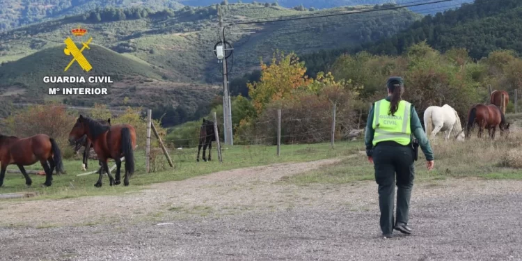 Localizado el presunto asesino del poni que ha conmocionado a León 1