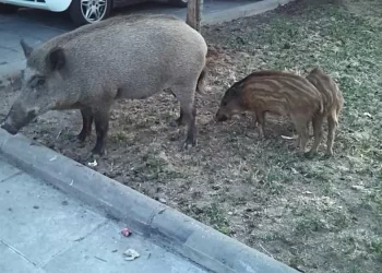 Jabalíes en el parque