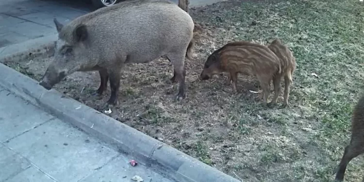 Jabalíes en el parque